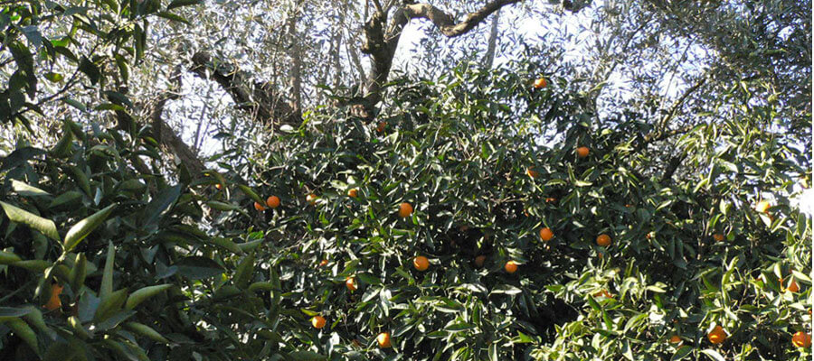 Vita Verde und lebendige Nahrung - Vorschaubild Orangenbaum mit reifen Orangen