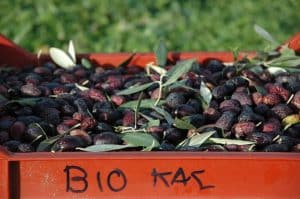 Reife Oliven, aus denen später Olivenöl gewonnen wird das nicht bitter schmeckt