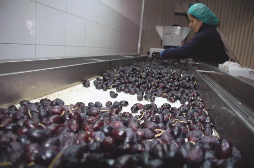 Reife schwarze getrocknete Bio Oliven bei der Handlese Vita Verde Griechenland
