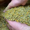 Wild & Raw Bio Kamille 1 kg