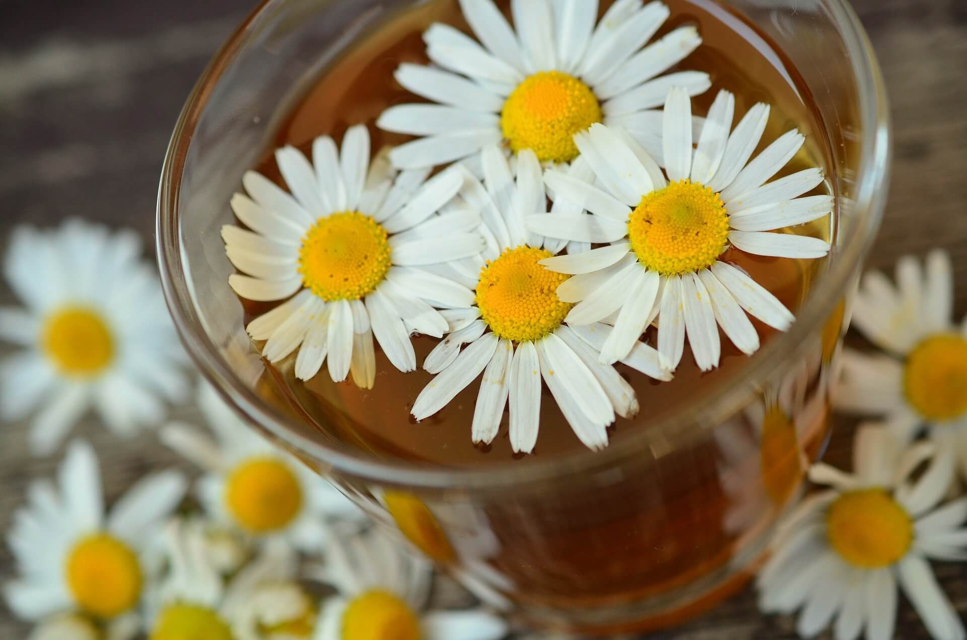 Foto Kamillen-Aufguß im Glas mit Blüten