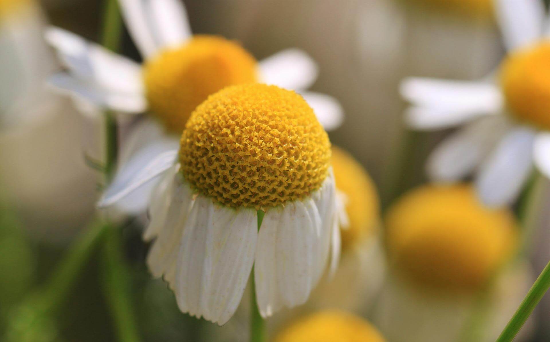 Foto Kamillenblüte