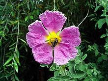 Vita Verde Wild & Raw Cistus Incanus