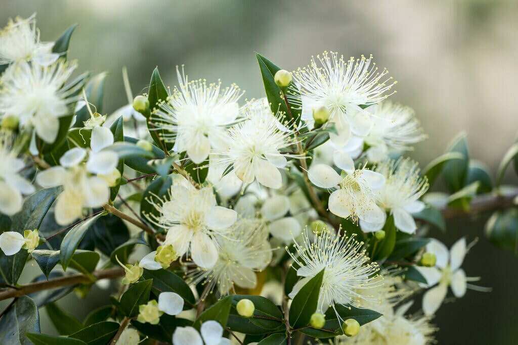 Myrtenbeeren 💜 klein und fein myrtenstrauch